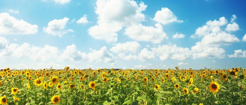 Close-up of fresh sunflower against clear blue sky
