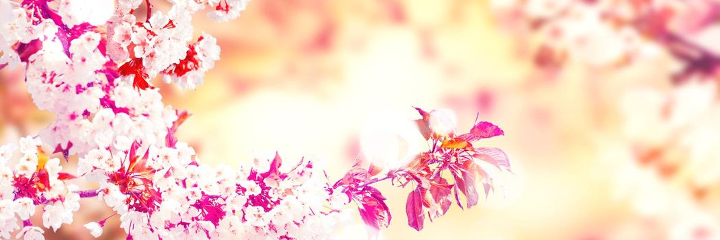 Beautiful nature scene with blooming flowers tree.