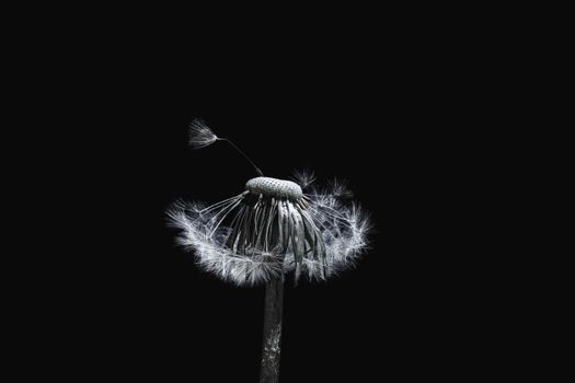 Beautiful dreamy spring with black background