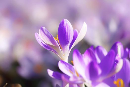 Beautiful crocuses growing through snow. First spring flowers