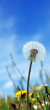 Beautiful dreamy spring nature background with dandelion