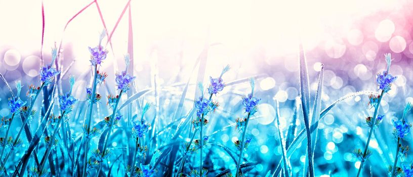 Grass flower field in spring background with sunlight