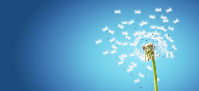 Beautiful dreamy spring nature background with dandelion