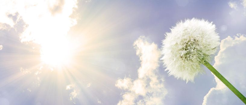 Beautiful dreamy spring nature background with dandelion