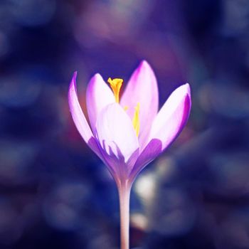 Beautiful crocuses growing through snow. First spring flowers