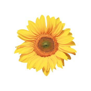 Ripe sunflower with yellow petals and dark middle