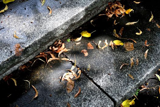 autumnal painted leaves on stairs in sun