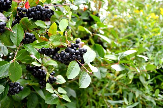 ripe Aronia berries on a tree in Germany