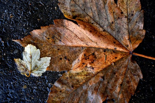 autumnal colored maple leaves on a wet street