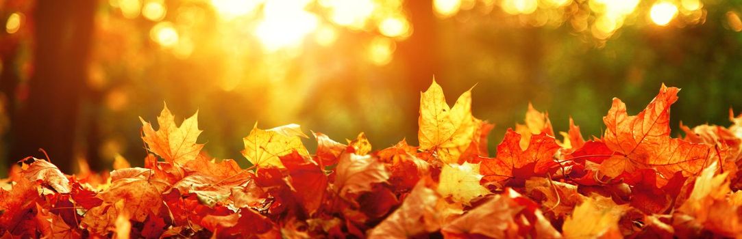 Beautiful autumn background with yellow and red leaves.