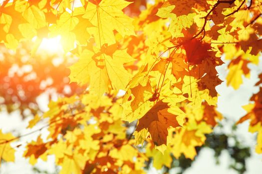 Beautiful autumn background with yellow and red leaves.