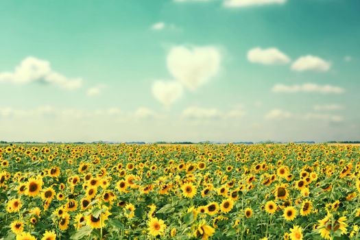 Close-up of fresh sunflower against clear blue sky