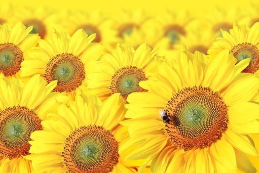 Close-up of fresh sunflower against clear blue sky