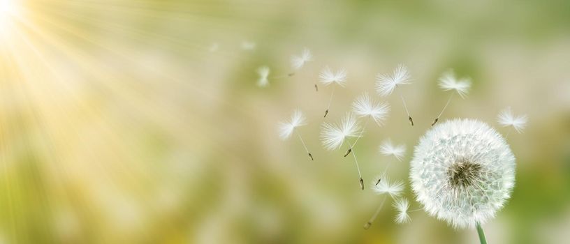 Beautiful dreamy spring nature background with dandelion