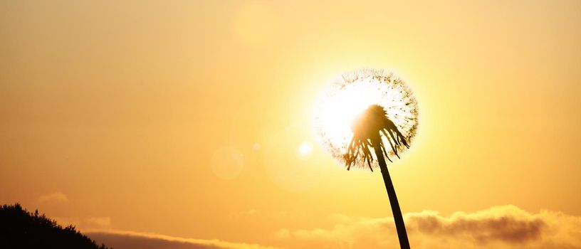 Beautiful dreamy spring nature background with dandelion