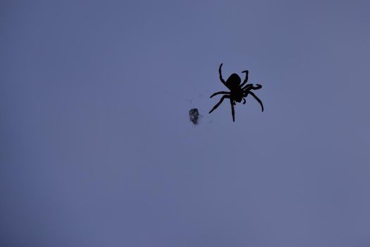 Silhouette of a spider in front of a dramatic blue background.