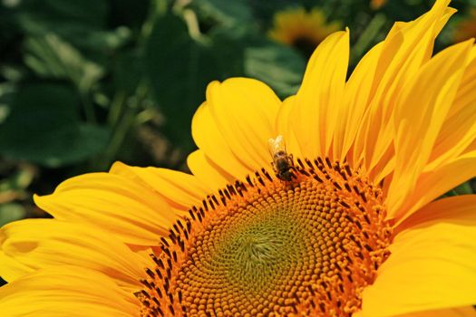 Close-up of fresh sunflower, organic agriculture in countryside plantation