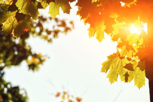 Beautiful autumn background with yellow and red leaves.