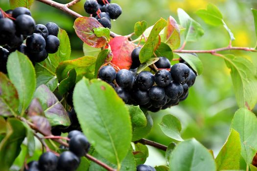 ripe Aronia berries on a tree in Germany