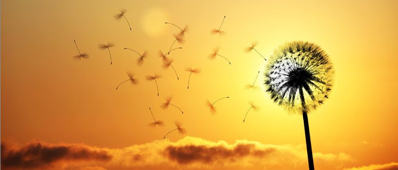 Beautiful dreamy spring nature background with dandelion
