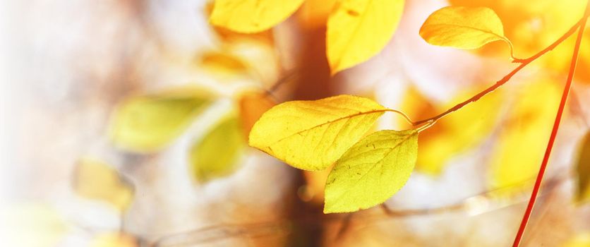 Beautiful autumn background with yellow and red leaves.