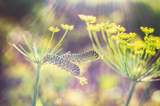 Swallowtail caterpillars on fennel in bright light