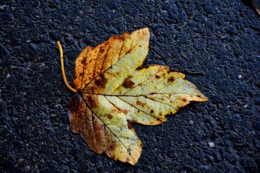 autumnal colored maple leaf on a wet street