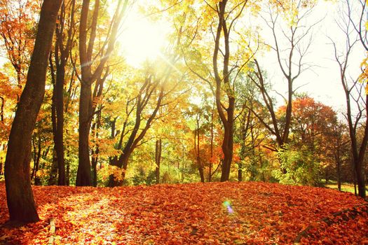 Beautiful autumn background with yellow and red leaves.