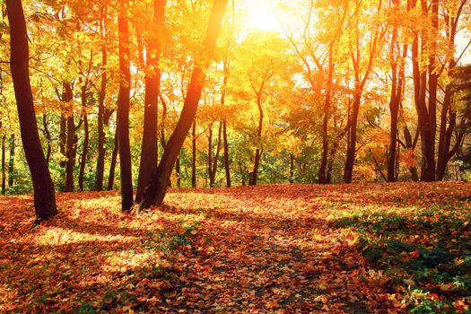 Beautiful autumn background with yellow and red leaves.