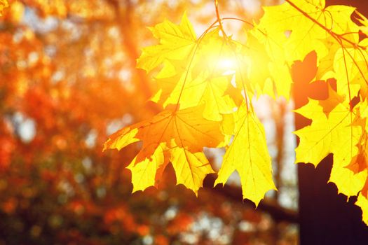 Beautiful autumn background with yellow and red leaves.