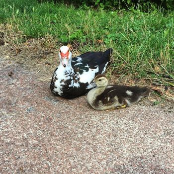 A Muscovy duck and her duckling sitting on a the side of a path. The path is gravel. Next to the path is grass.