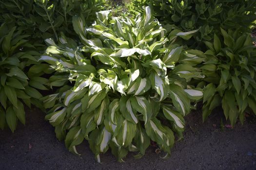 Hosta is a genus of plants commonly known as hostas, plantain lilies (in Britain) and occasionally by the Japanese name giboshi.