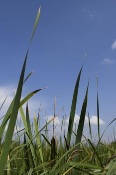 Green grass with blue summer sky. Meadow lush grass. Closeup. A Sunny day.