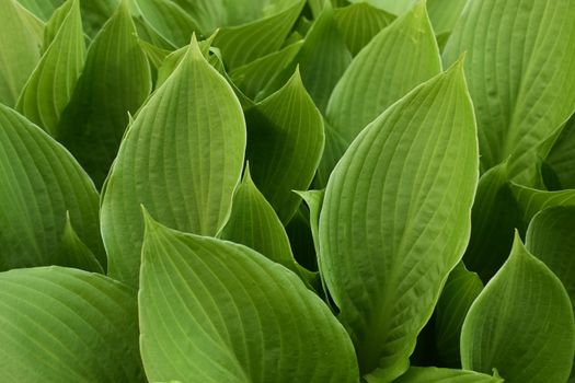 Hosta plant in the garden. Closeup green leaves background. Hosta - an ornamental plant for landscaping park and garden design