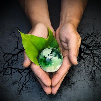 Human hands holding a green globe of planet Earth on green leaves over tree and grey background