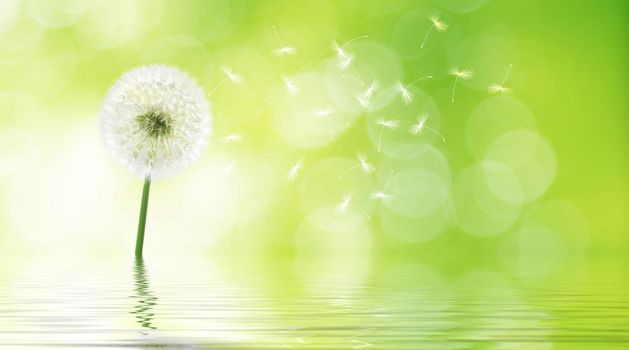 Beautiful dreamy spring nature background with dandelion