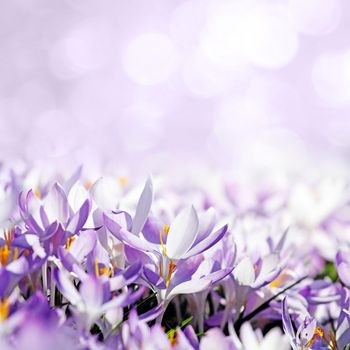 Beautiful crocuses growing through snow. First spring flowers