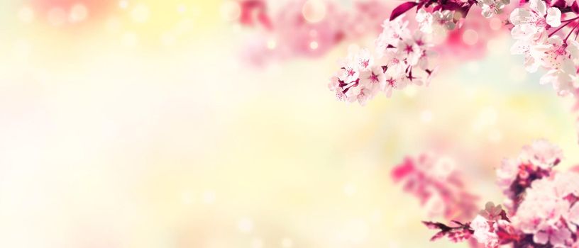 White blossom and green leaves on blue sky background.