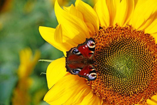Beautiful colorful butterflies flying among the flowers