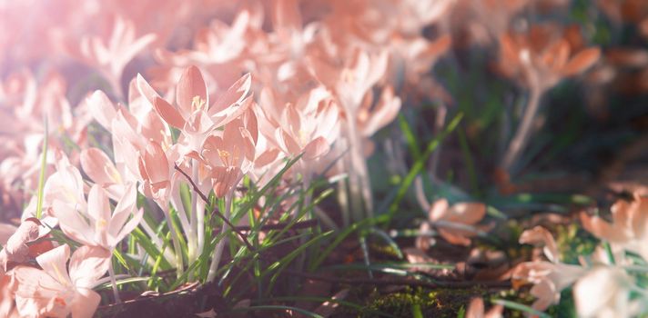 Beautiful crocuses growing through snow. First spring flowers
