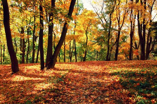 Beautiful autumn background with yellow and red leaves.