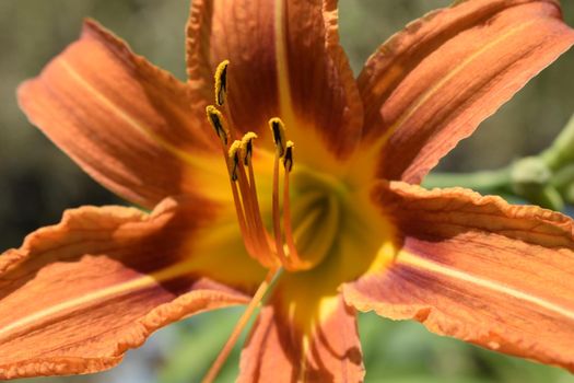 Orange lily flowers in nature. Charming blooming tender lily flower - summer background for advertising and isolating. Flower of a Fire Lily (Lilium bulbiferum)