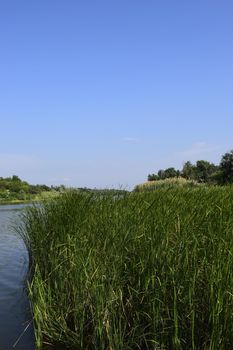 A beautiful view of the peaceful river. Sunny, summer day at the river in countryside. Beautiful idyllic river landscape - cane in the bay and clear sky