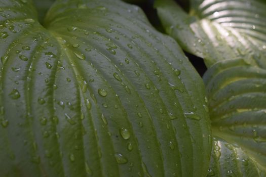 Beautiful tropical Hosta leaves with drops of water. Ornamental Hosta plant for landscaping park and garden design. Large lush green leaves with streaks. Botanical texture macro,