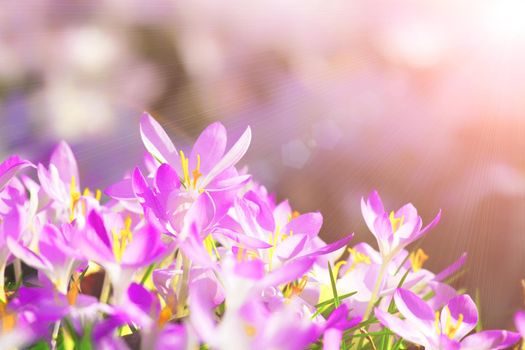 Beautiful crocuses growing through snow. First spring flowers