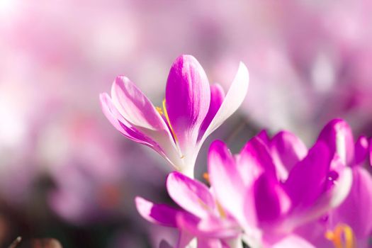 Beautiful crocuses growing through snow. First spring flowers
