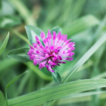 A close up of a purple clover flower. The background is green leafs of grass