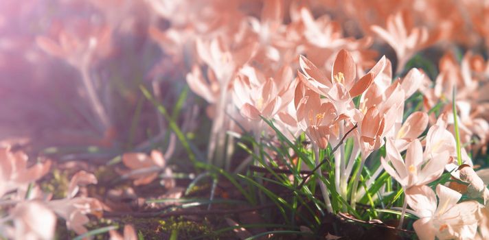 Beautiful crocuses growing through snow. First spring flowers