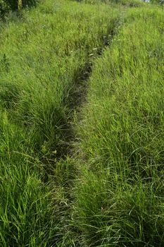 Path in the green grass. Very clear and lightly curved cut path leading through a field of rough fresh green grass