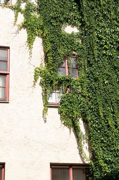Riga, Latvia. August 2021.  the facade of an old building covered with ivy in the city center